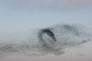 Starlings in flight