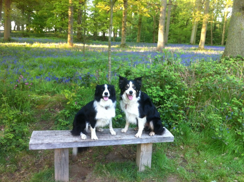 Dogs sat on a bench