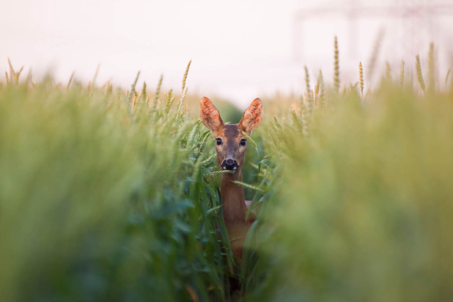 Deer hiding in the long grass