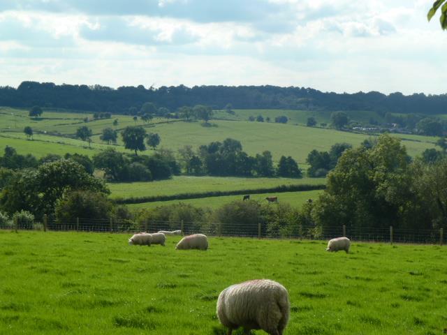 Sheep in the field with views of the countryside