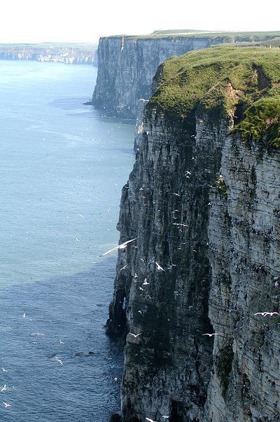 Steep cliffs of Flamborough Head