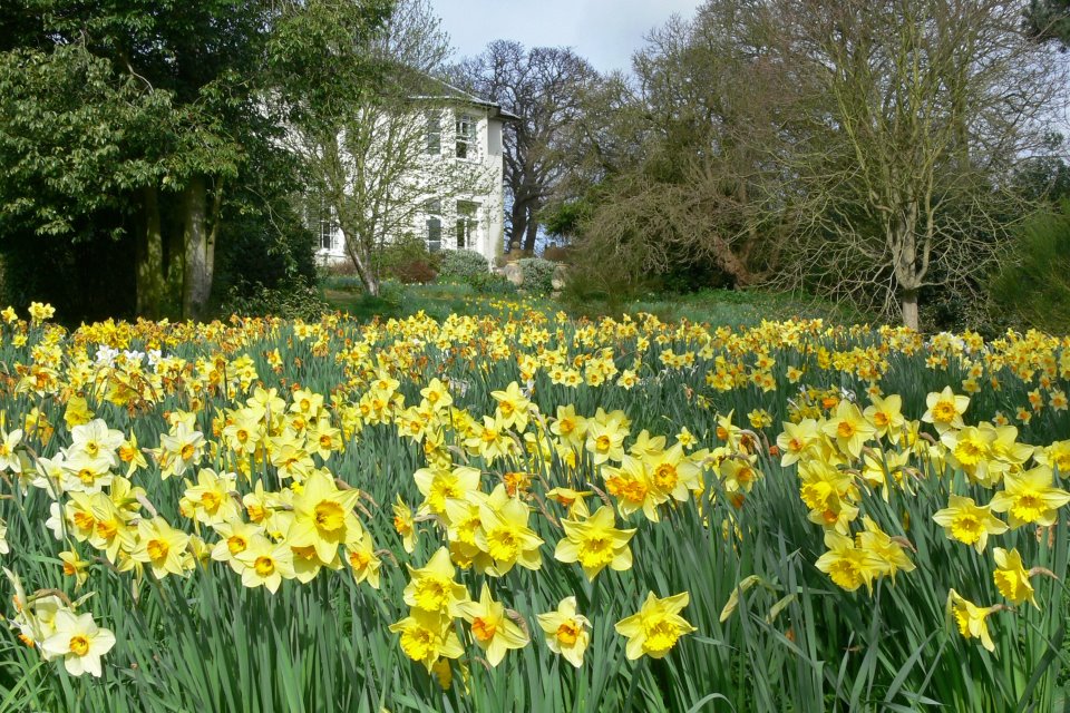 Daffodil's with house in the distance
