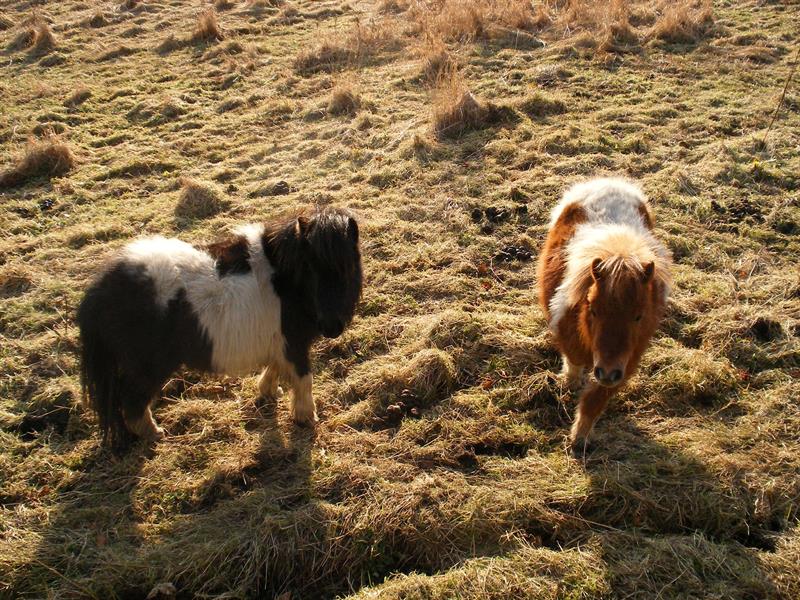 Two Shetland ponies
