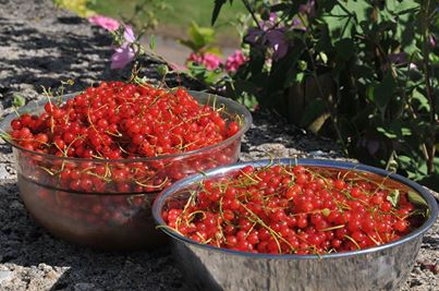 Red Berries in bowls