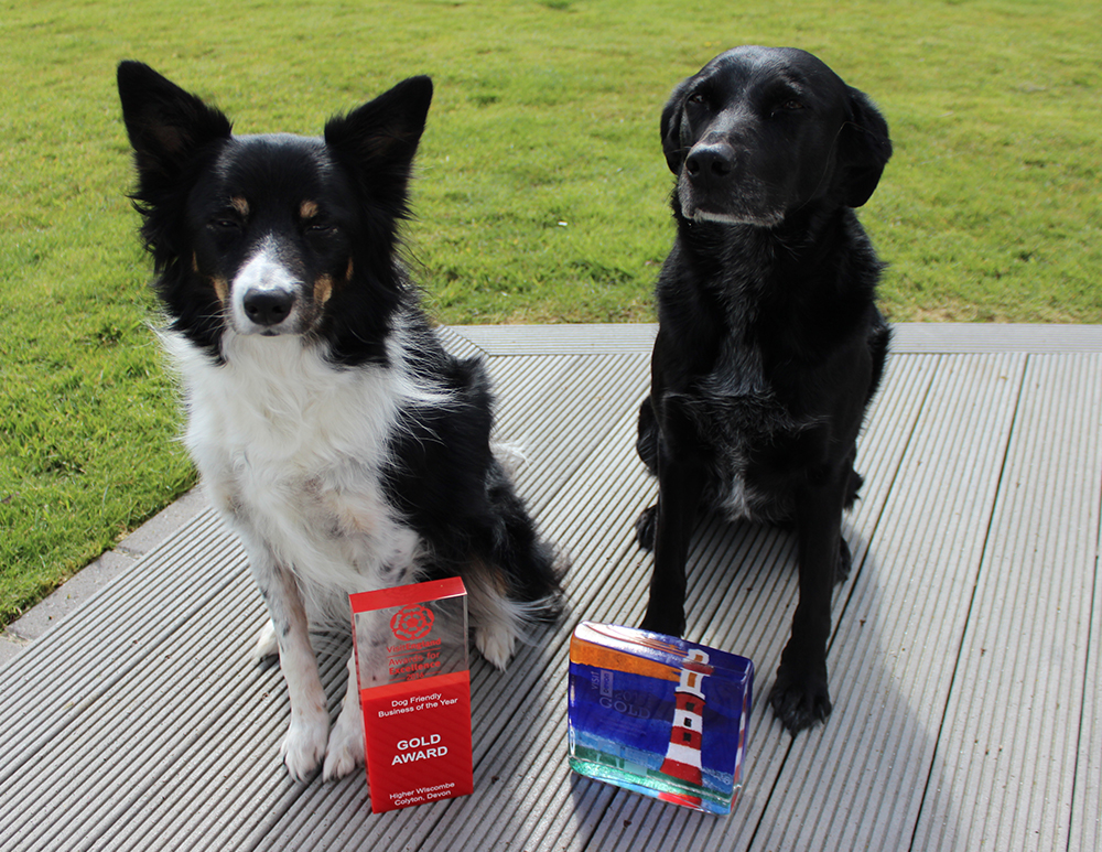 Dogs showing off their Dog Friendly awards