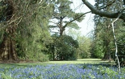 Bluebell Days at Hartland Abbey
