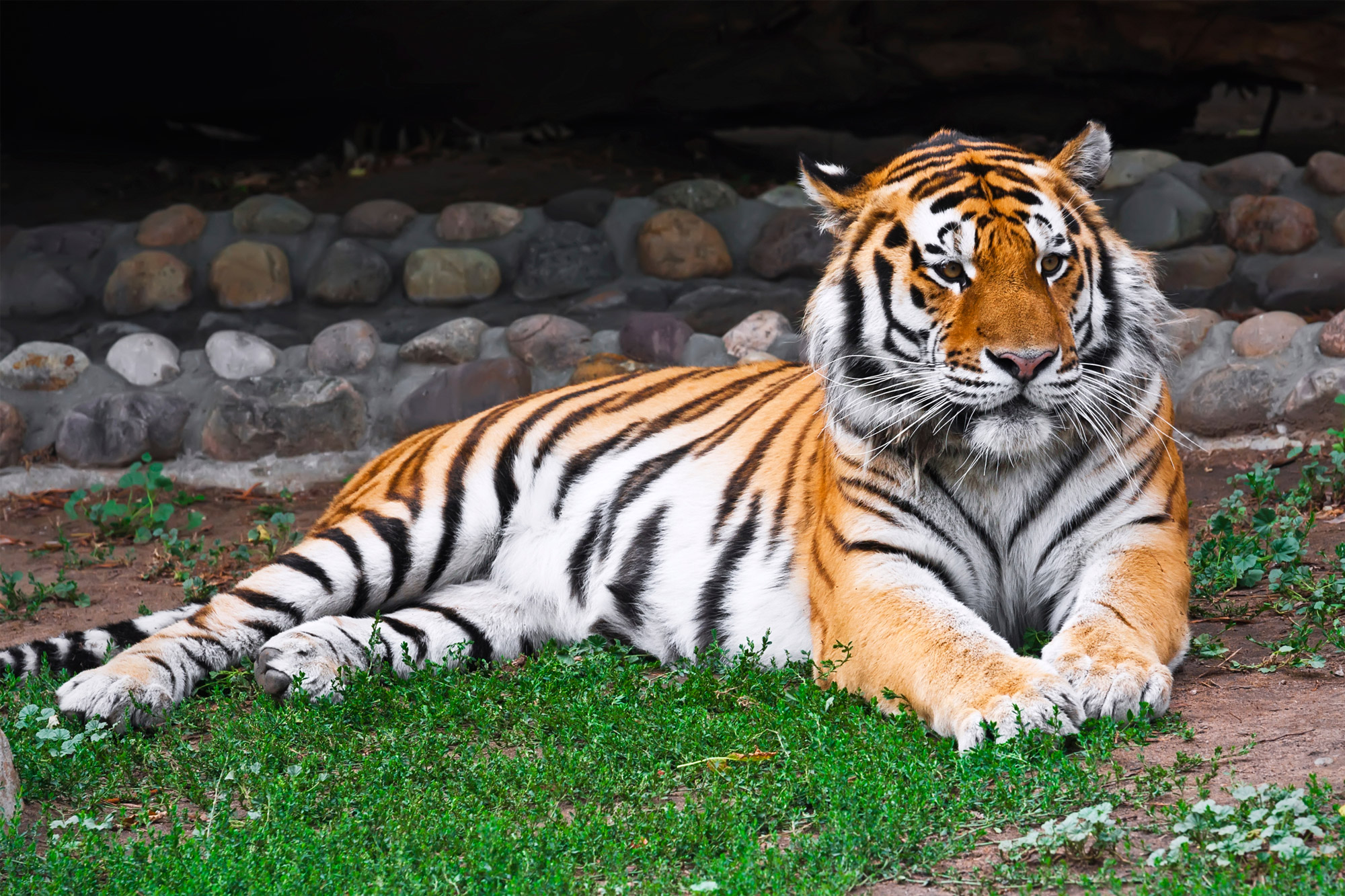 Tiger having a lay down