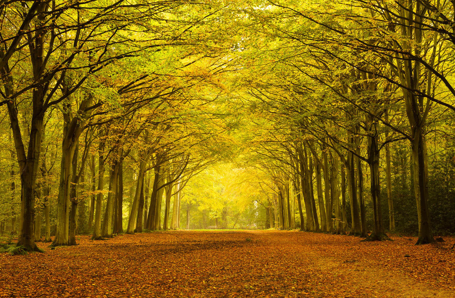 One of Norfolk's beautiful forests