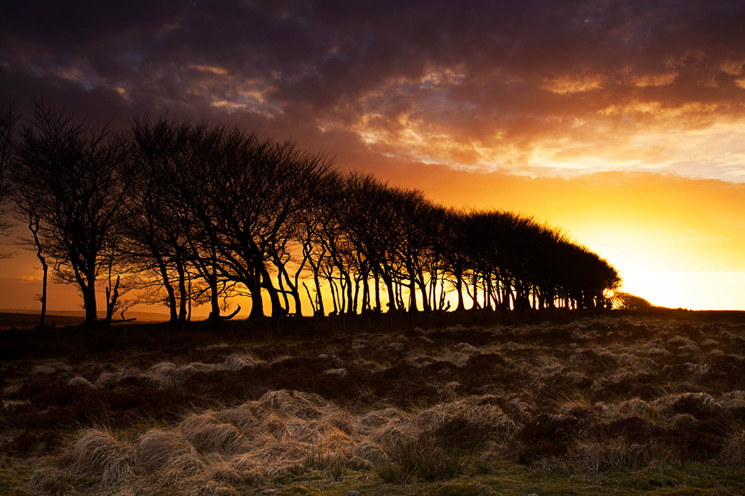 Tree line at dusk