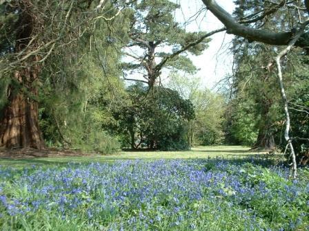 Bluebells within a wooded area