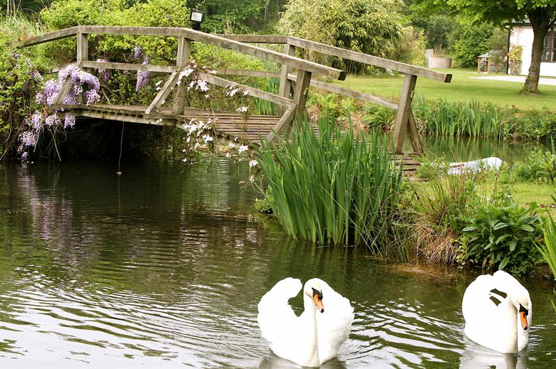 Wooden bridge over lake with Swans