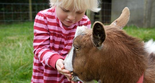 Child feeding a goat