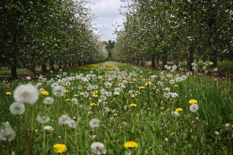 Field of Dandelions