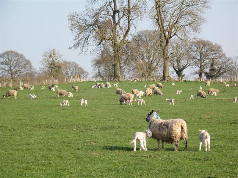 Sheep grazing in the field