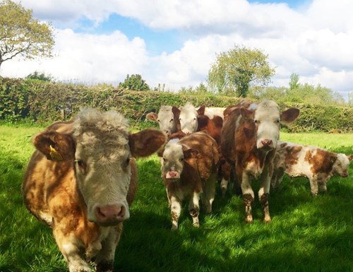 Cows in a field