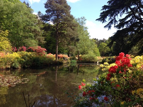 Azalea Water Gardens at Stody Lodge Gardens