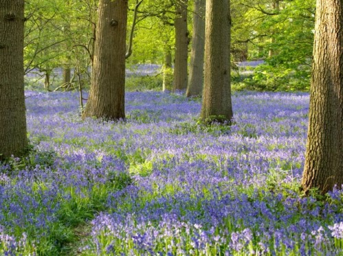 Bluebells at Blickling Hall