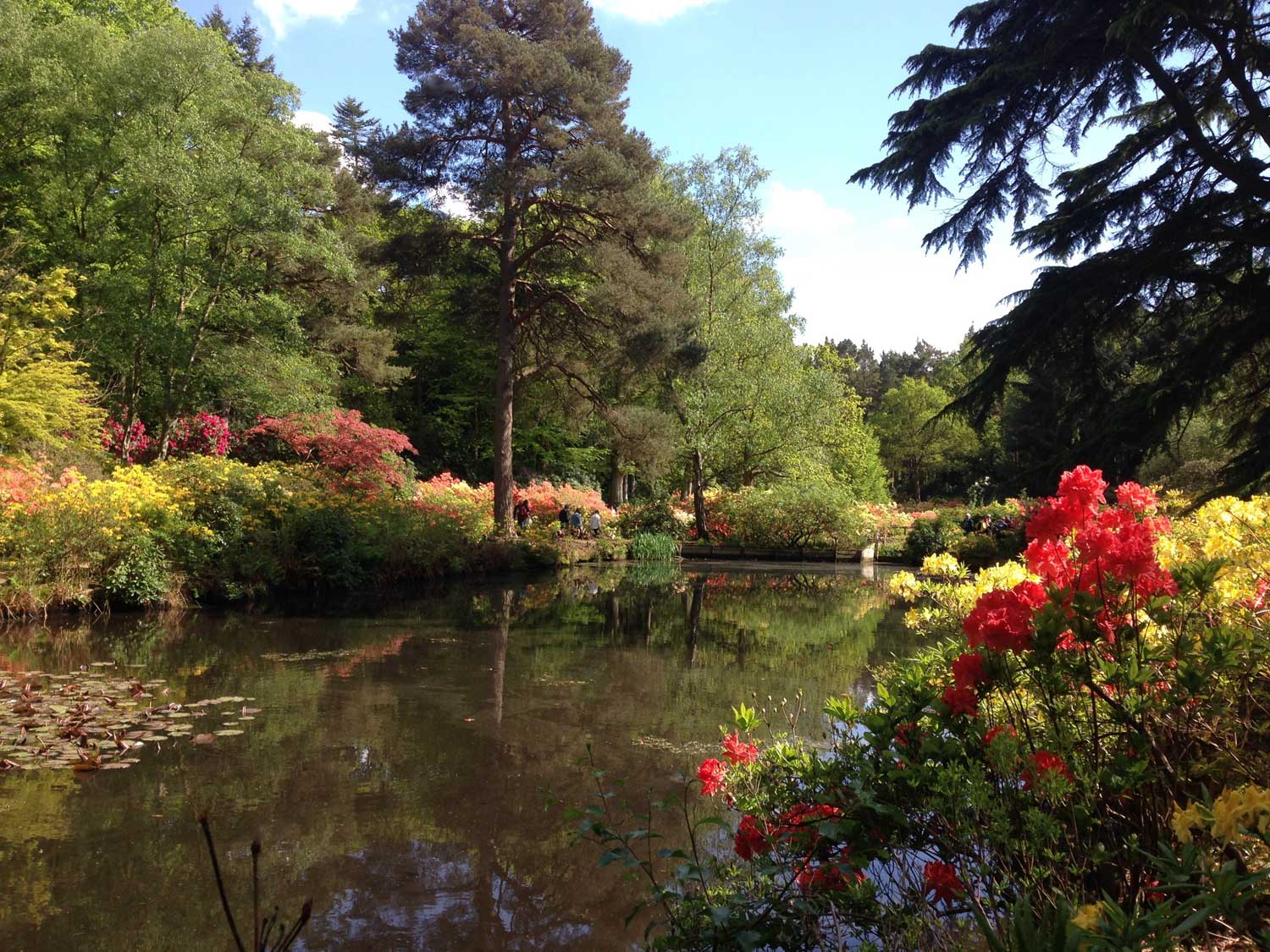 Large pond surrounded by plants and trees