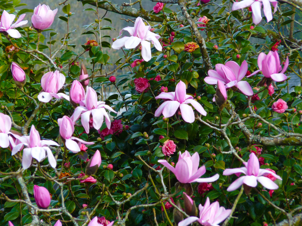 Magnolias at Lanhydrock Gardens