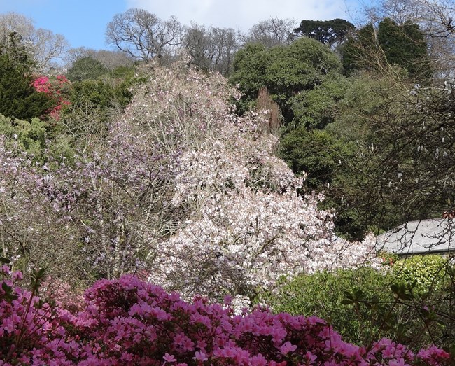 Caerhays Castle Gardens