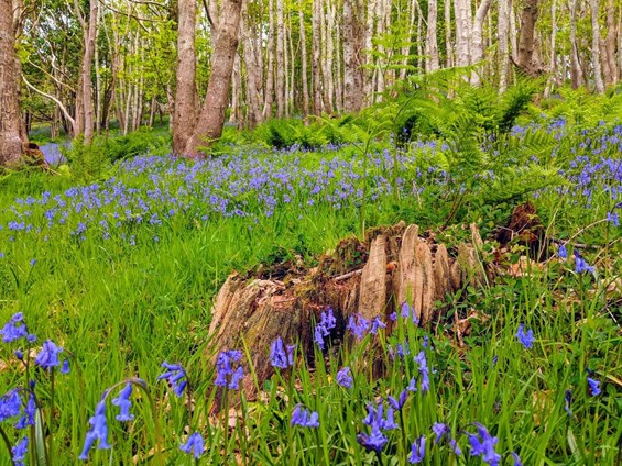 Bluebells on the South West Coast Path