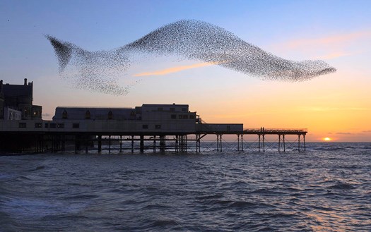 Starlings at a pier