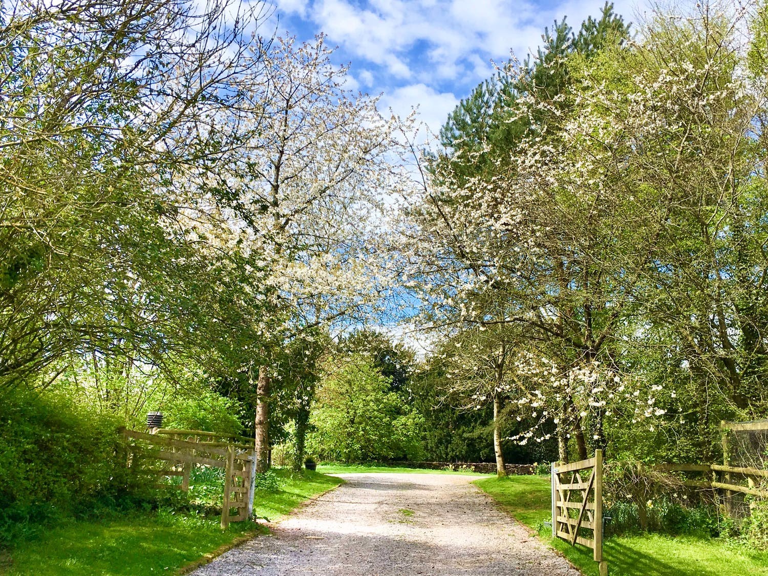 Trees at the cottage beyond