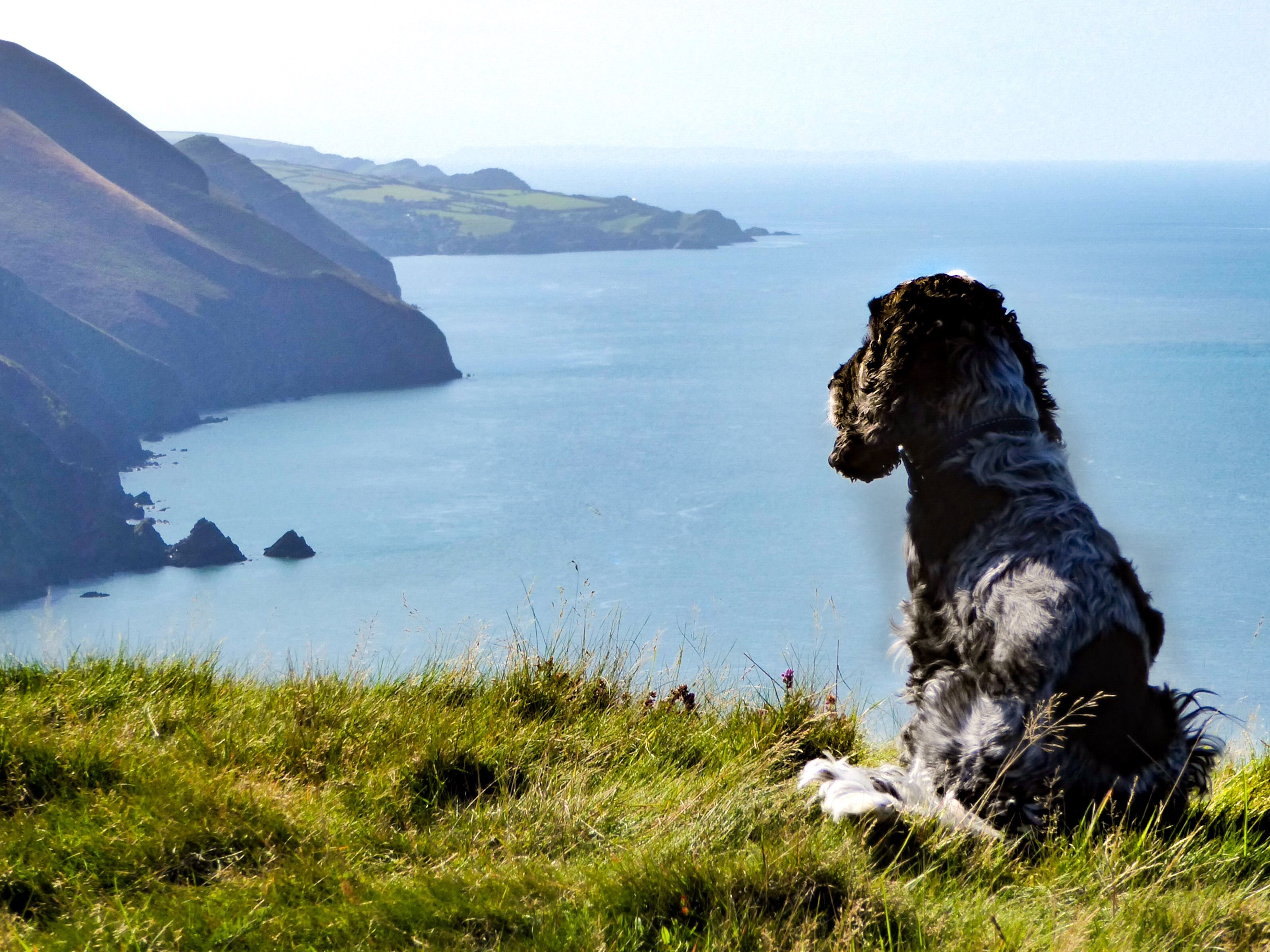 5 Dog Friendly Beaches To Visit In North Devon