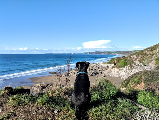 Dog looking out to the Cornish coast