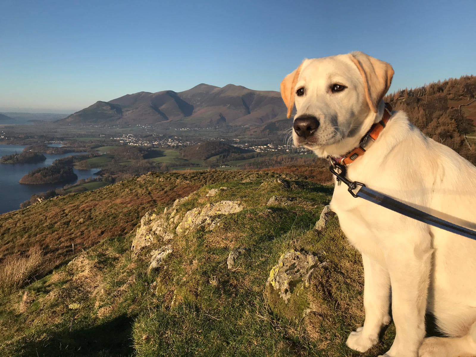 Golden retriever by the Cumbrian mountains