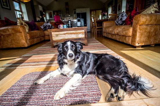 Dog laying on carpet in cottag