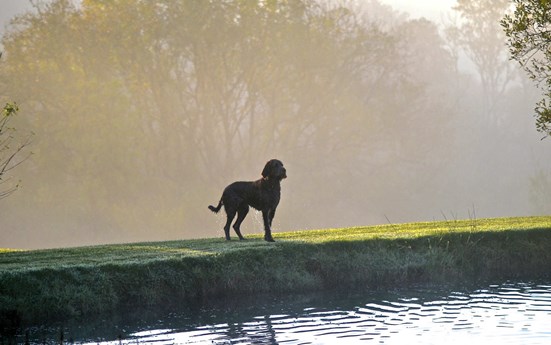 Dog standing near lake