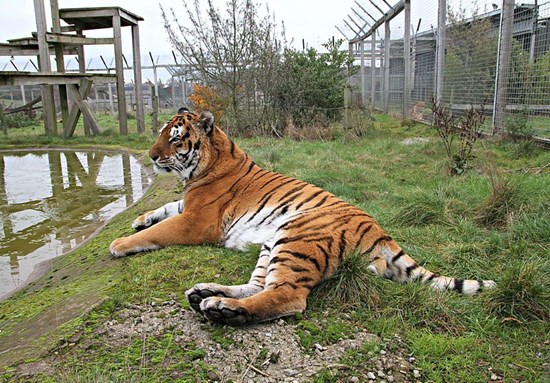 Tiger at Noah's Ark Zoo Farm in Somerset