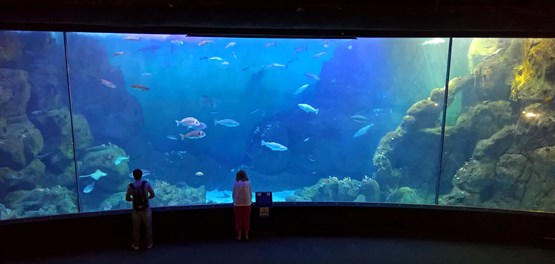 The National Marine Aquarium museum