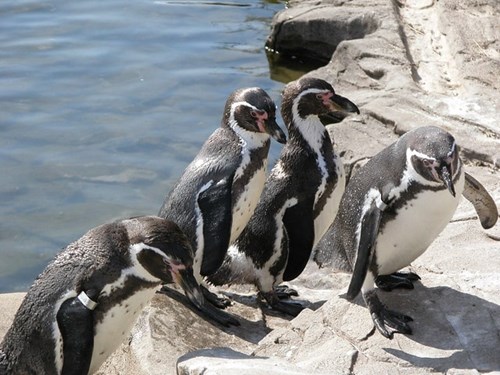 Group of penguins at Exmoor Zoo in Devon