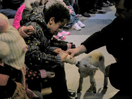 Little boy feeding a baby lamb at The Big Sheep, Bideford, Devon