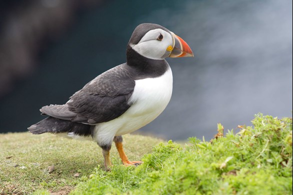 Close up shot of a puffin on Skomer Island, Pembrokeshire