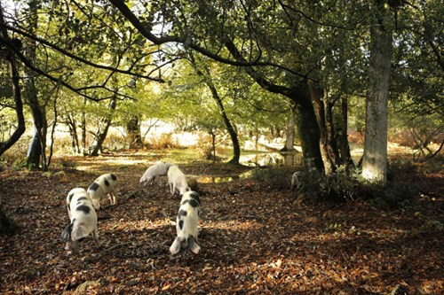 Pannage Pigs in the New Forest