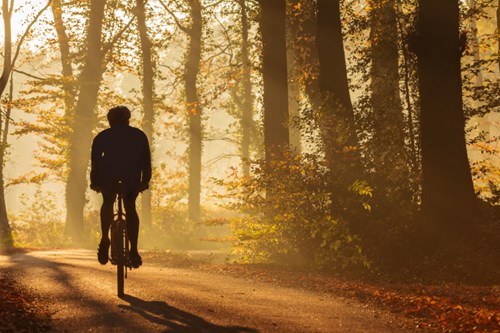 Cycling in the New Forest National Park
