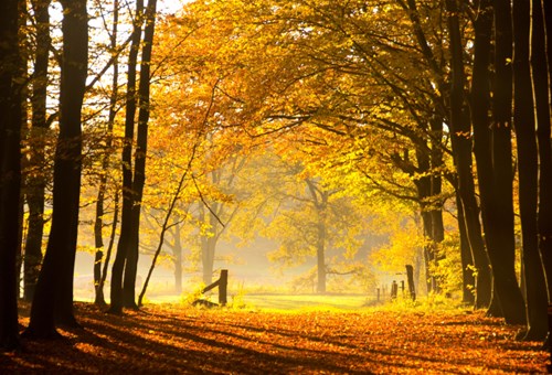 New Forest National Park