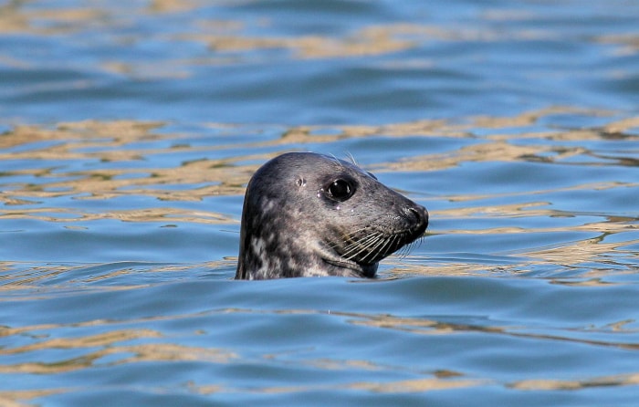 Seal in the water at Flamborough in Yorkshire