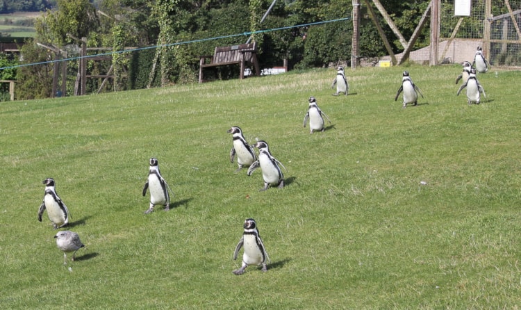 Welsh Mountain Zoo