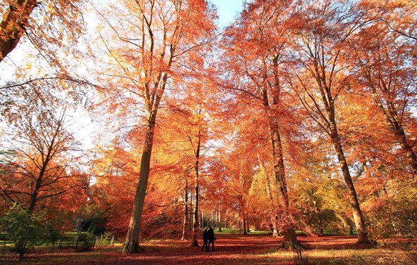 Westonbirt Arboretum