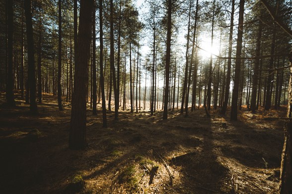 The New Forest National Park