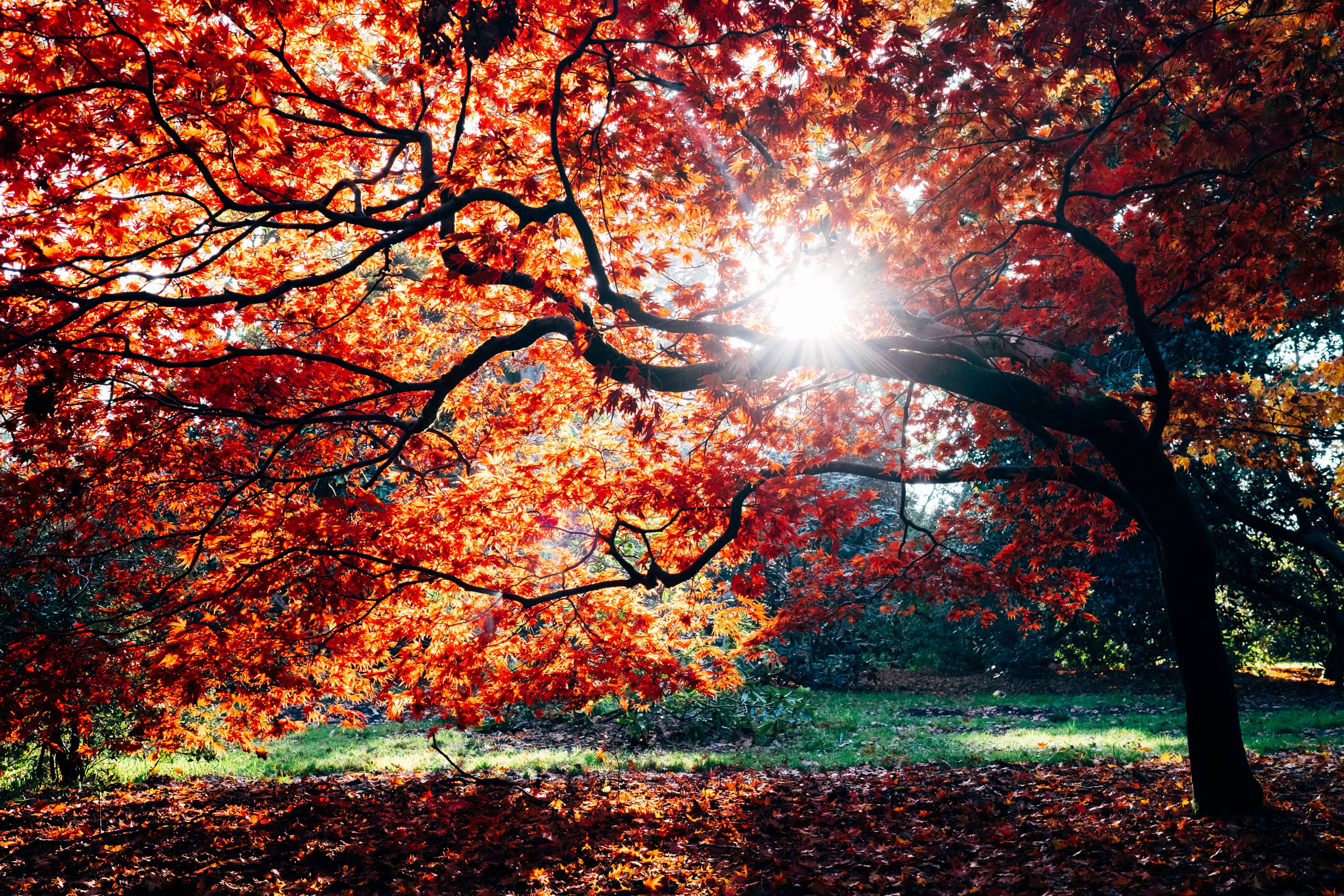 Westonbirt Arboretum in Gloucestershire