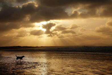 Dog on the beach at sunset