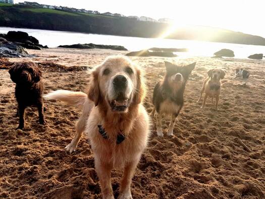 Dogs on the beach