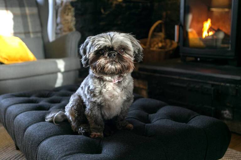 Dog sat on a sofa bed in front of the fire in a cottage 