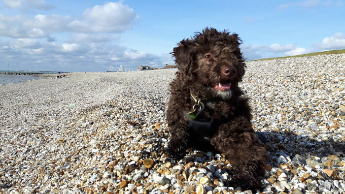 Dog sat on the rocks by the sea