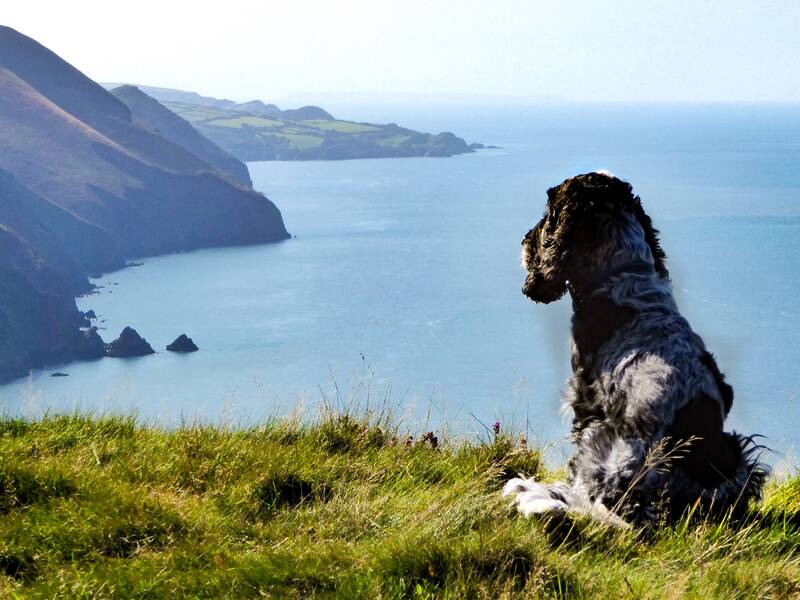 Dog looking out to sea in North Devon 
